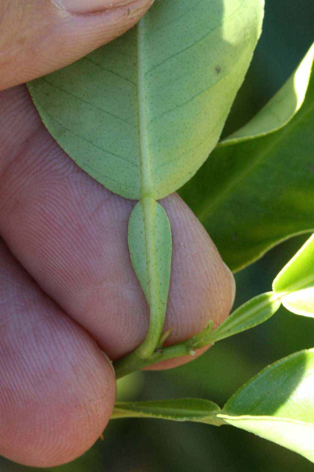              Petiole (Riverside, CA)       